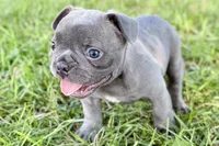 Duke, a male French Bulldog for sale in Bristol, IN – 5 of 10