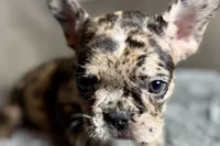 Heaven, a female French Bulldog for sale in Bristol, IN – 9 of 10