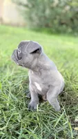 Duke, a male French Bulldog for sale in Bristol, IN – 9 of 10