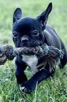 Queenie, a female Frenchton for sale in Bristol, IN – 7 of 9