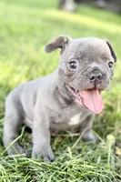 Duke, a male French Bulldog for sale in Bristol, IN – 4 of 10