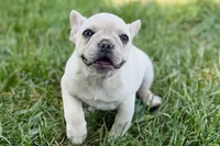 Skye, a female French Bulldog for sale in Bristol, IN – 9 of 10