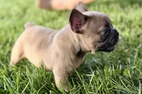 Dash, a male French Bulldog for sale in Bristol, IN – 3 of 10