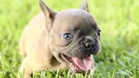 Dash, a male French Bulldog for sale in Bristol, IN – 2 of 10