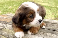Greta, a female Aussiedoodle for sale in Bristol, IN – Photo 3 of 7