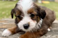 Greta, a female Aussiedoodle for sale in Bristol, IN – Photo 5 of 7