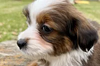 Greta, a female Aussiedoodle for sale in Bristol, IN – Photo 4 of 7