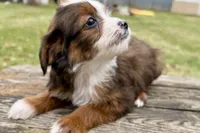 Greta, a female Aussiedoodle for sale in Bristol, IN – Photo 6 of 7