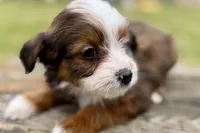 Greta, a female Aussiedoodle for sale in Bristol, IN – Photo 7 of 7