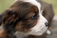 Greta, a female Aussiedoodle for sale in Bristol, IN – Photo 2 of 7