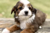 Greta, a female Aussiedoodle for sale in Bristol, IN – Photo 1 of 7