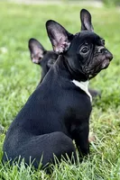 Queenie, a female Frenchton for sale in Bristol, IN – 4 of 9