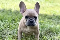 Coral, a female French Bulldog for sale in Bristol, IN – 5 of 10