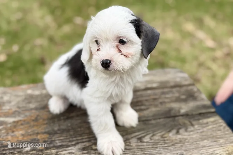 Gamble – Aussiedoodle puppy for sale in Wawaka, IN