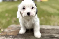 Gamble, a male Aussiedoodle for sale in Wawaka, IN – Photo 6 of 9