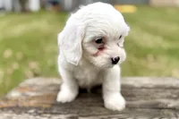 Gamble, a male Aussiedoodle for sale in Wawaka, IN – Photo 4 of 9
