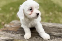 Gamble, a male Aussiedoodle for sale in Wawaka, IN – Photo 9 of 9