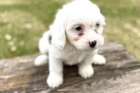 Gamble, a male Aussiedoodle for sale in Wawaka, IN – Photo 3 of 9