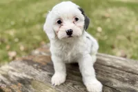 Gamble, a male Aussiedoodle for sale in Wawaka, IN – Photo 5 of 9