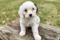 Gamble, a male Aussiedoodle for sale in Wawaka, IN – Photo 7 of 9