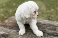Gamble, a male Aussiedoodle for sale in Wawaka, IN – Photo 2 of 9