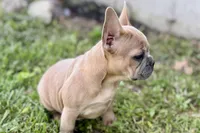Coral, a female French Bulldog for sale in Bristol, IN – 4 of 10