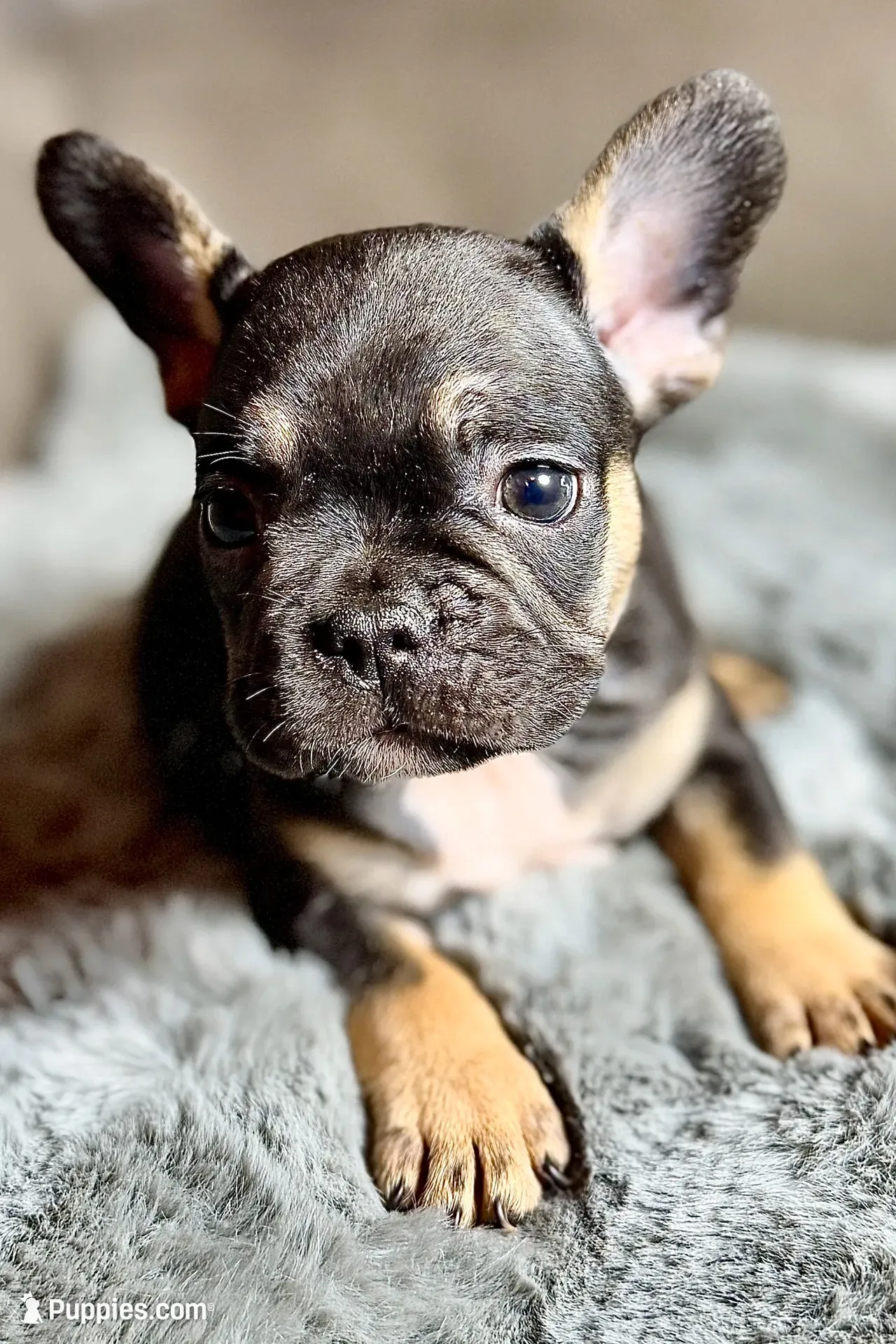 Harper, a female French Bulldog for sale in Bristol, IN – 8 of 10