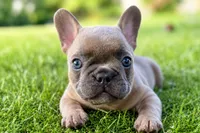 Dash, a male French Bulldog for sale in Bristol, IN – 5 of 10