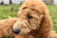 Whisper, a female Goldendoodle for sale in Bristol, IN – 7 of 9