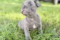 Duke, a male French Bulldog for sale in Bristol, IN – 8 of 10