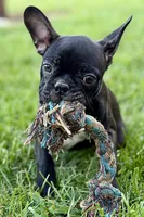 Quincy, a male Frenchton for sale in Bristol, IN – 7 of 9