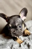 Harper, a female French Bulldog for sale in Bristol, IN – 2 of 10