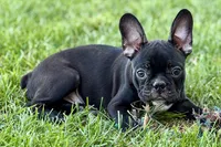 Quincy, a male Frenchton for sale in Bristol, IN – 8 of 9