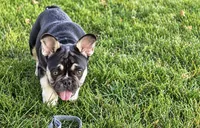 Marshall , a male French Bulldog for sale in Bristol, IN – 5 of 9