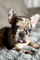 Heaven, a female French Bulldog for sale in Bristol, IN – 8 of 10