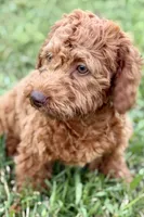 Waverley, a female Goldendoodle for sale in Bristol, IN – 2 of 10