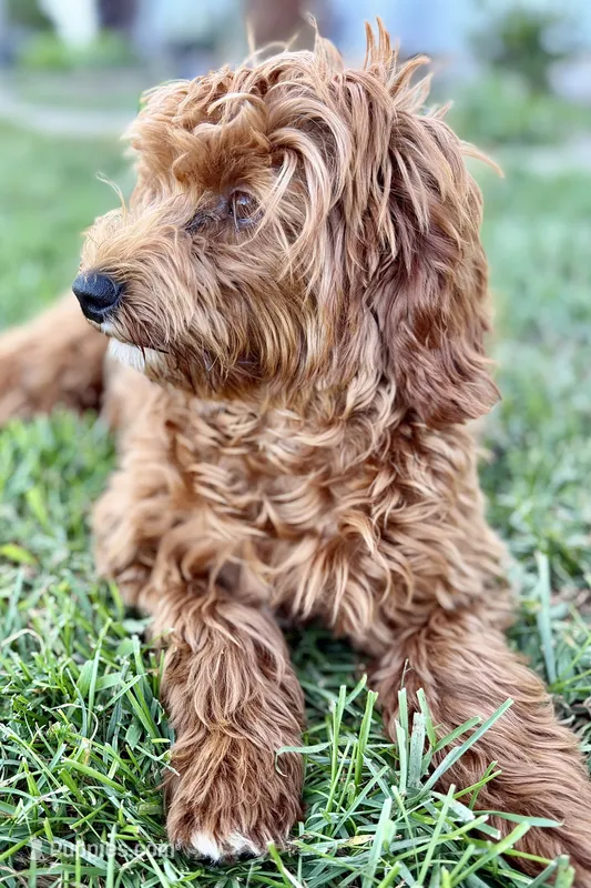 Waldo – Goldendoodle puppy for sale in Bristol, IN