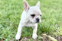 Skye, a female French Bulldog for sale in Bristol, IN – 9 of 10