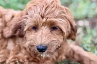Waldo, a male Goldendoodle for sale in Bristol, IN – 7 of 9