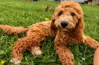 Whisper, a female Goldendoodle for sale in Bristol, IN – 5 of 9