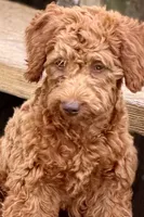Waverley, a female Goldendoodle for sale in Bristol, IN – 3 of 10