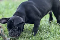 Queenie, a female Frenchton for sale in Bristol, IN – 9 of 9