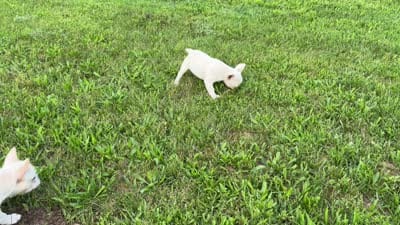 Skye, a female French Bulldog for sale in Bristol, IN – 10 of 10