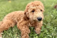 Whisper, a female Goldendoodle for sale in Bristol, IN – 8 of 9