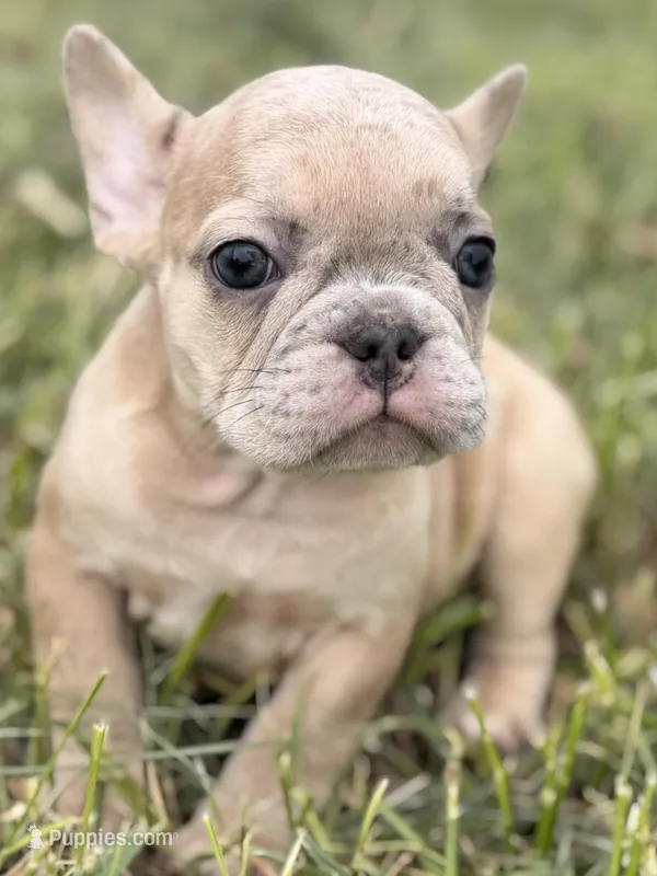 Clover  – French Bulldog puppy for sale in Bristol, IN