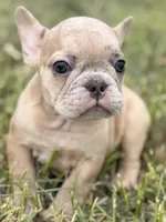Clover , a female French Bulldog for sale in Bristol, IN – Photo 1 of 2
