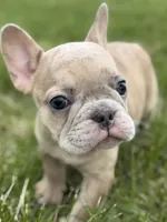 Clover , a female French Bulldog for sale in Bristol, IN – Photo 2 of 2