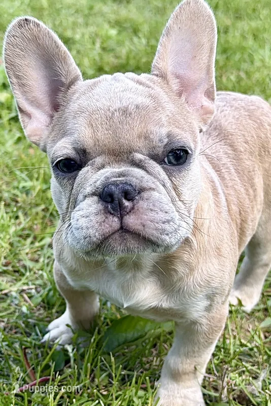 Clover  – French Bulldog puppy for sale in Bristol, IN