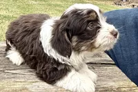 Gippy, a male Aussiedoodle for sale in Wawaka, IN – Photo 6 of 7