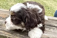 Gippy, a male Aussiedoodle for sale in Wawaka, IN – Photo 2 of 7